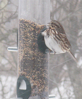 The birds at our feeders