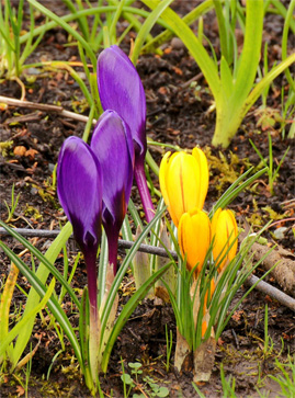 crocus