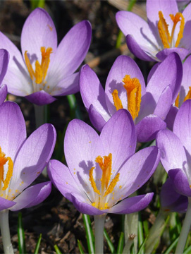 easter crocuses