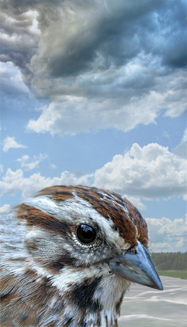 Graphic by Elaine Frampton