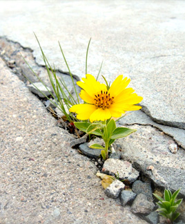 God of Steadfast Love